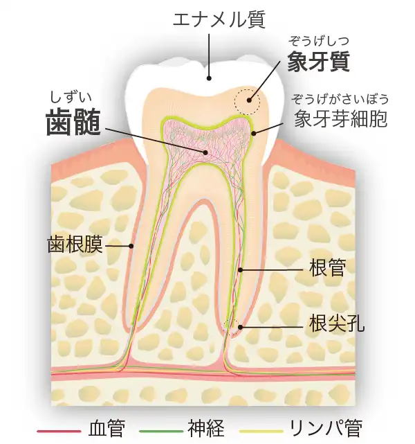 歯髄幹細胞